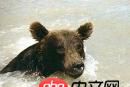 图像处理 - C++ freeimage 使用网上的样例，将图片倒转，出现很奇怪的结果