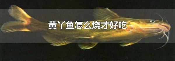 黄丫鱼怎么烧才好吃