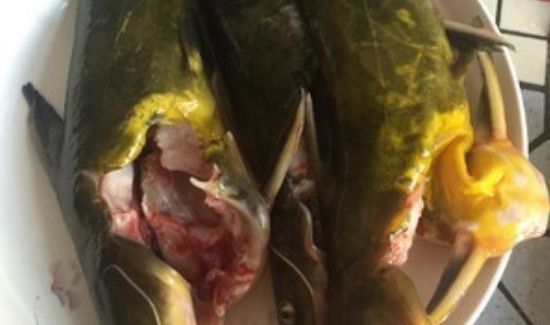 昂公鱼汤的做法窍门