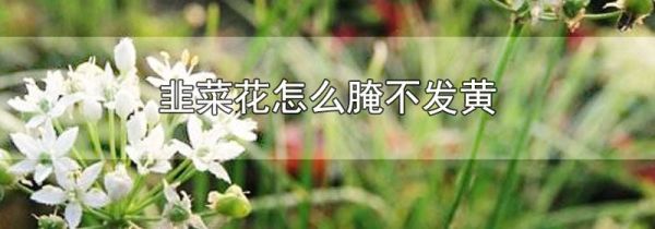 韭菜花怎么腌不发黄