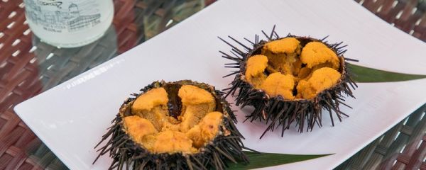 海胆怎么吃 海胆的做法