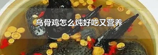 乌骨鸡怎么炖好吃又营养