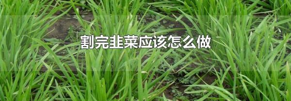 割完韭菜应该怎么做