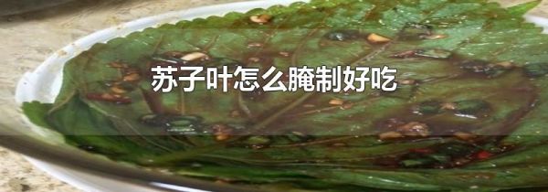 苏子叶怎么腌制好吃