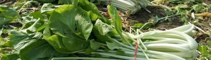 咸长梗白菜的做法是什么？
