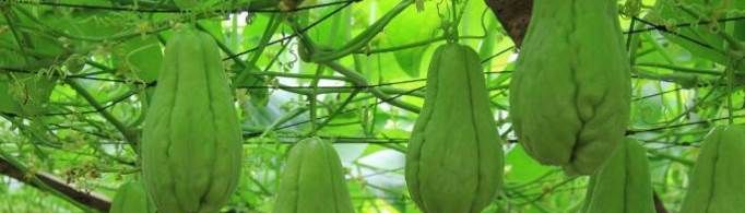 佛手瓜的家常做法需要去除芯吗？
