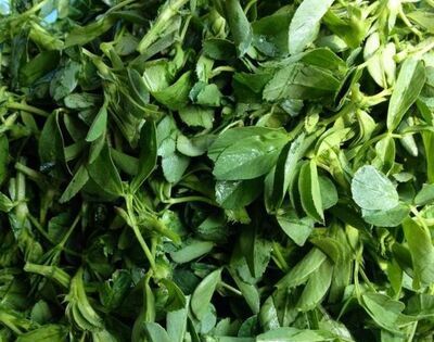 苜蓿猪肉饺子怎么做