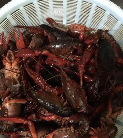 香辣小龙虾的详细做法