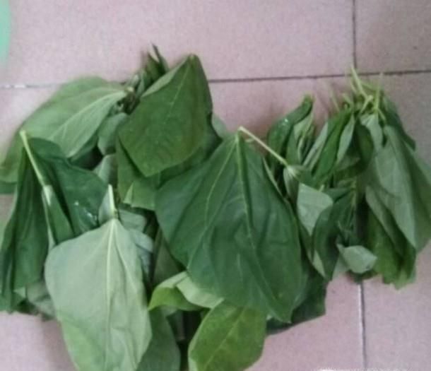 清煮豆角叶的做法