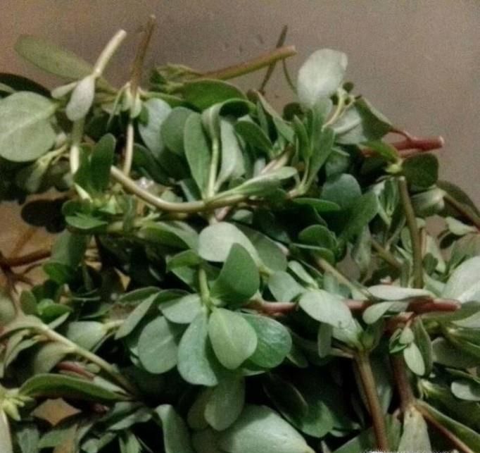 香煎马生菜的做法（马齿苋做法大全）