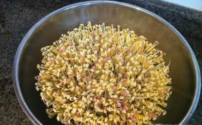 在家使用绿豆怎么做绿豆芽
