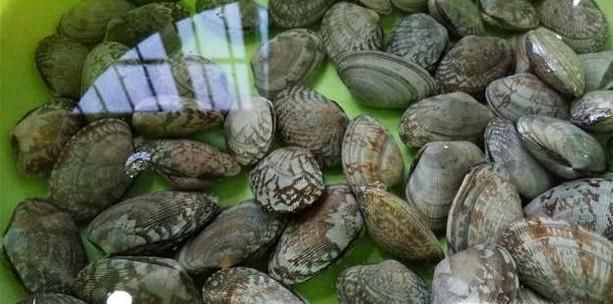 爆炒花甲怎么做,比外面还要好吃的炒花甲