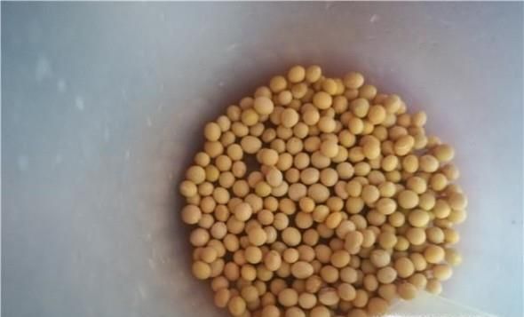 怎么做黄豆炖猪腿肉