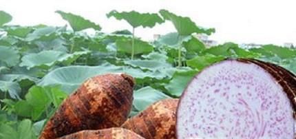 黄金香芋棒怎么做