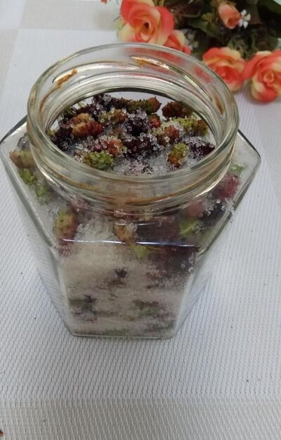 怎样做美味的桑葚甜酿？