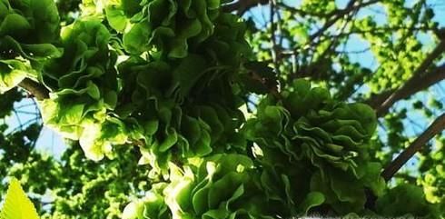 榆树钱怎么做好吃