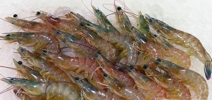 家常白灼虾的做法,怎么做白灼虾
