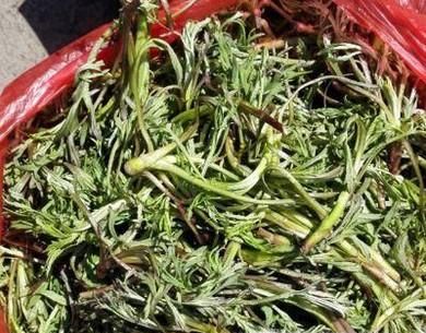 正宗民族柳蒿芽的做法