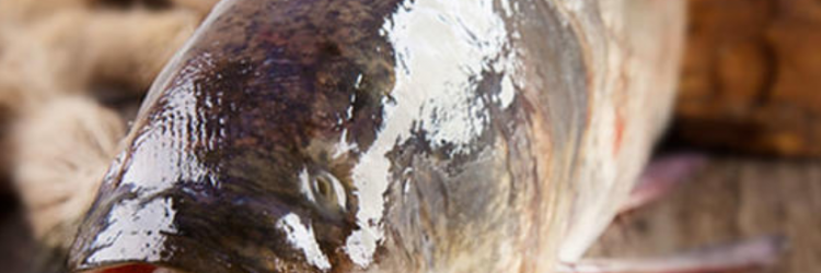 胖头鱼怎么做好吃