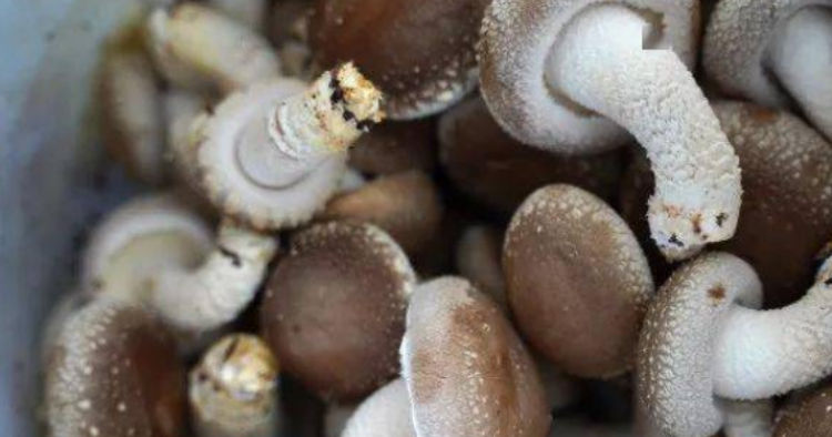 蘑菇怎么做好吃