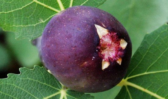 自制无花果果脯