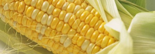 锡纸烤玉米的方法