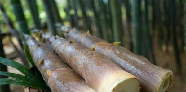 芒笋炒肉怎么做好吃