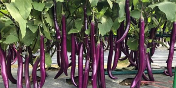 小时候最喜欢妈妈的这道茄子美食，简单方便营养美味，夏天必备