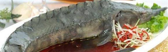 鲟鱼怎样才好吃 鲟鱼怎么做好吃简单