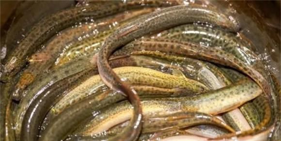 黄鳝不管怎么做，切忌直接下锅，提前做好这2步，鲜香嫩滑不腥气