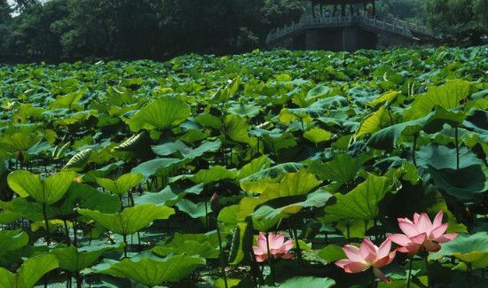 西湖的12个著名景点