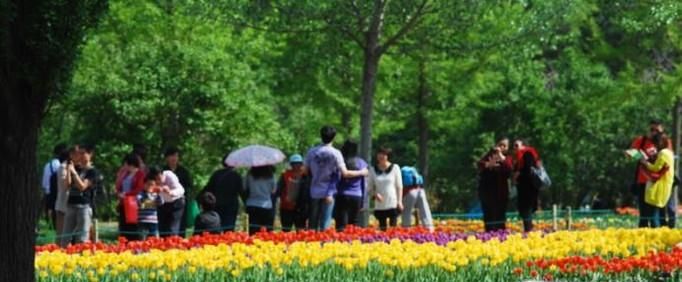 北京三月赏花北京植物园观游攻略