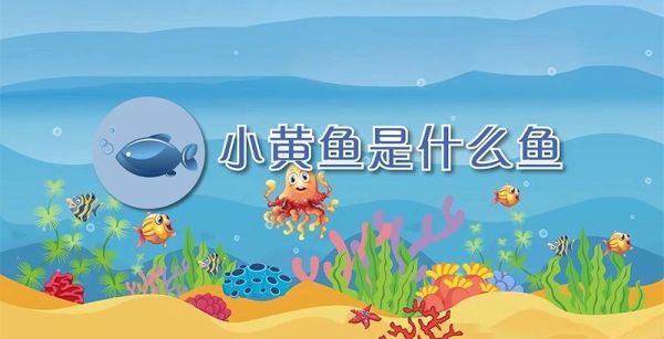 小黄鱼是什么鱼