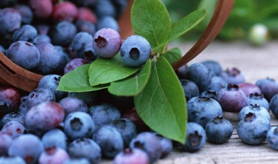 蓝莓可以冷冻保存多久