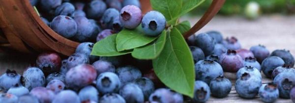 蓝莓汁溅到衣服上怎么洗干净