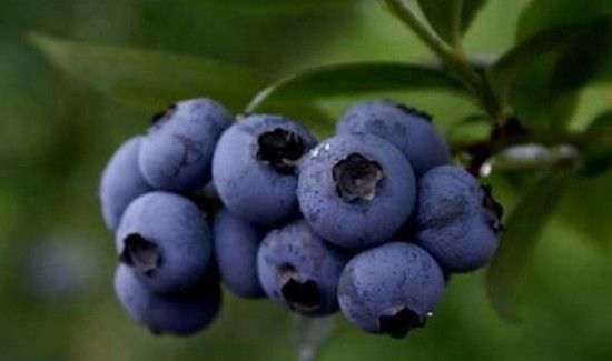 蓝莓可以用清水洗干净吗