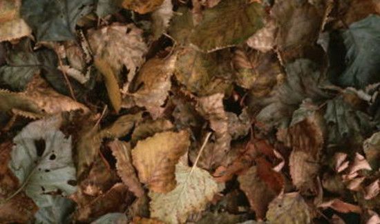 枯树叶属于什么垃圾