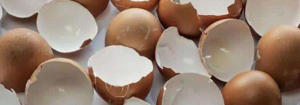 鸡蛋壳是什么垃圾