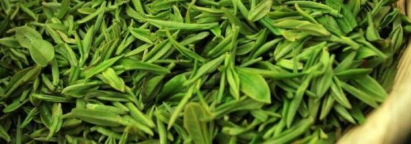 龙井茶为什么不能二泡