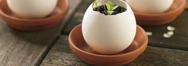 鸡蛋壳是干拉圾还是湿垃圾