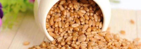 宠物饲料属于什么垃圾