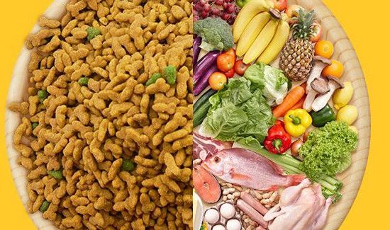 宠物饲料属于什么垃圾