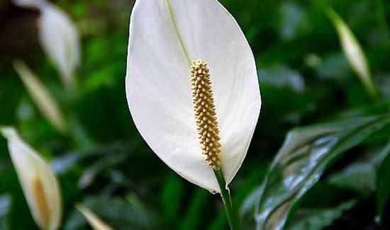 废弃的植物属于什么垃圾分类