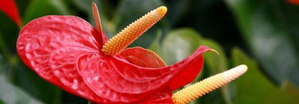 废弃的植物属于什么垃圾分类