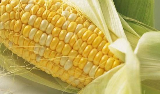玉米属于什么垃圾