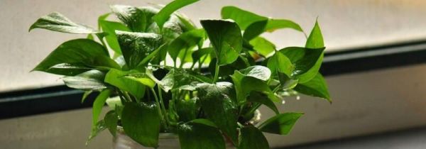 啤酒浇绿萝的正确方法,可以喷吗