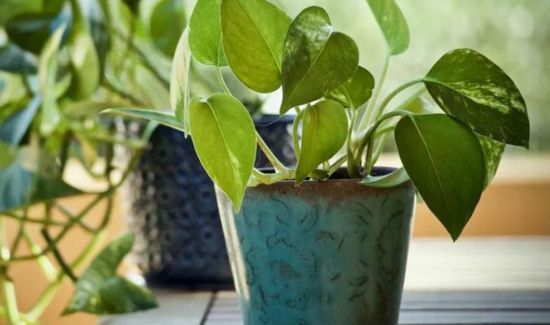 啤酒浇绿萝的正确方法,可以喷吗