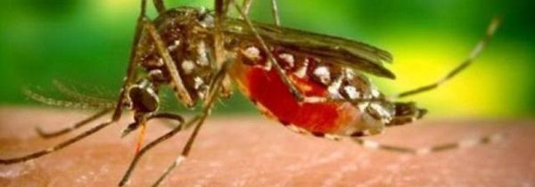 世界上为什么会有蚊子