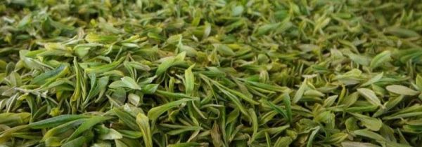 仙毫属于什么茶