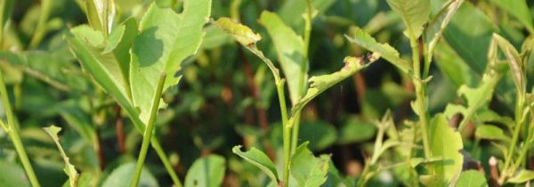 菜里有虫怎么洗掉